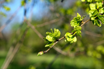 branch of European white elm, close up