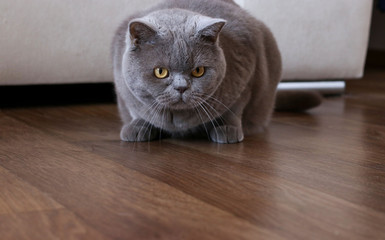 Elegant british shorthair cat hunts in a room and looks around
