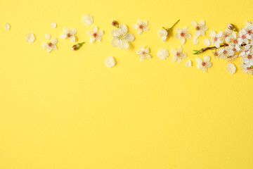 Flowers composition. Cherry Blossoms on pastel yellow background. Spring concept. Flat lay, top view, copy space