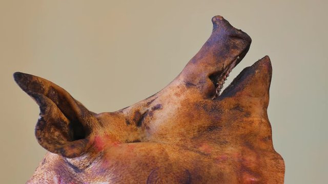 Bizarre pig head Circling on a table. Close-up. Pig heads being sold at the market.
