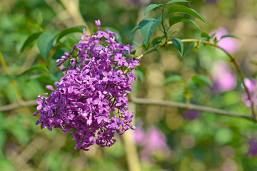 Violet Common Lilac spring flower plant on tree branch in front of blurry background