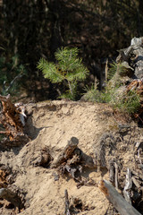 Junger Kiefern Sämling wächst auf totem Holz