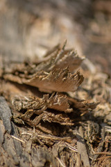 Makroaufnahme von splitterndem Holz an einem verrottenden Baumstamm