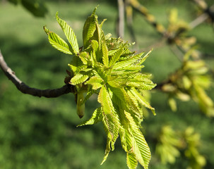 branch with young green leaves of chestnut