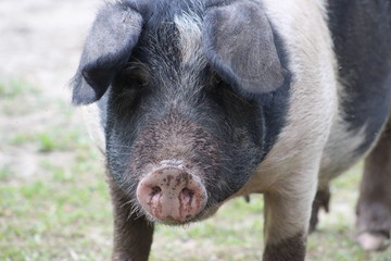 pig on farm