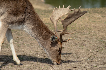 Hirsch mit schönem Geweih grast auf einer Wiese auf der Schönower Heide in Brandenburg