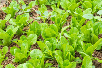 Green vegetable growing in the nursery, Agriculture concept.Thailand.