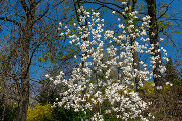  White magnolia blooms against the blue sky and spring trees