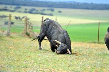 toro en el campo
