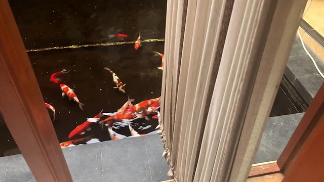Koi fish pond slow motion footage shooting through window