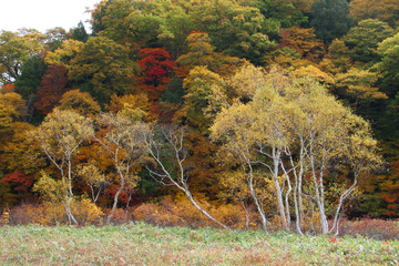 The Autumn Leaves of Oze swamp in autumn - 秋の尾瀬湿原のダケカンバ