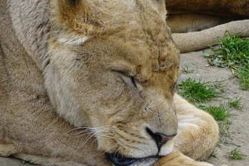 Lions at the zoo