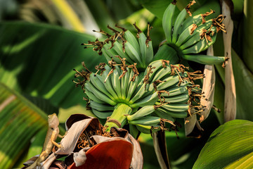 Bananenstaude  auf einer Plantage in Asien