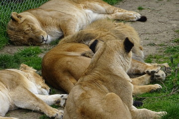 Beautiful lions at the zoo