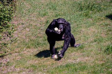Schimpanse, Primat, Affe, Schwarz, erwachsen, fressen