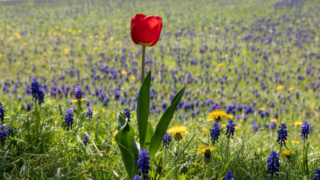 Rö Bilder Durchsuchen 226 Archivfotos, und Videos