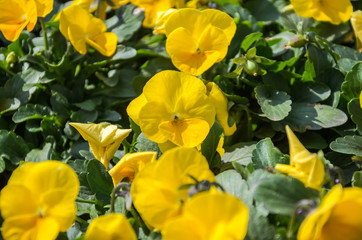 Obraz na płótnie Canvas Yellow decorative flowers bloom in spring