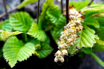 Young leaves on a tree.