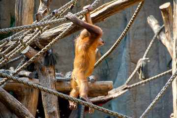 Orang-Utan, Pongo, Affe, Primate, Menschlich, Tier, gefangen, Hintergrund, Baby