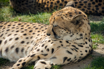 Leopard, Cheetah, schlafen, Sonnen, liegen, Natur, Fell