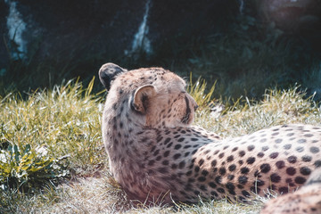 Leopard, Cheetah, schlafen, Sonnen, liegen, Natur