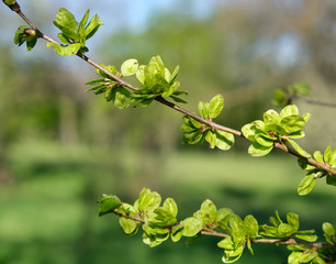 Seeds riping on branch of European white elm