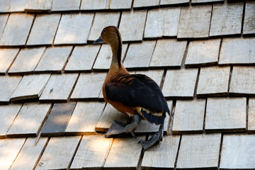 Ente, Vogel, Sitzen, Flügel, Dach, Schnabel