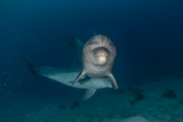 Obraz premium Dolphins swimming in the Red Sea, Eilat Israel