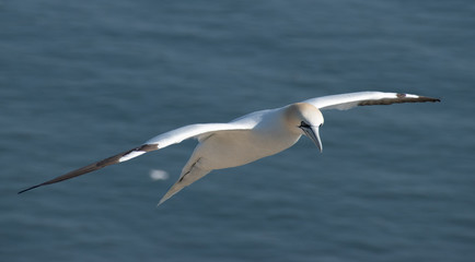 flying gannet