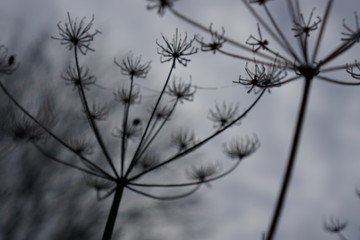 frozen flower head in mornung
