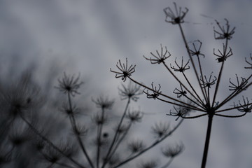 grass and sky