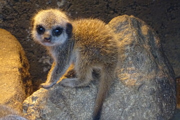 Cute baby meerkats at the zoo