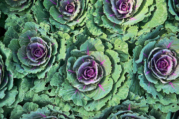 Obraz premium Cabbage Red Express Organic farm in a Vegetable in Montreal, Canada. Cabbage in the garden. Organic background in freshness atmosphere farm. Agriculture concept.