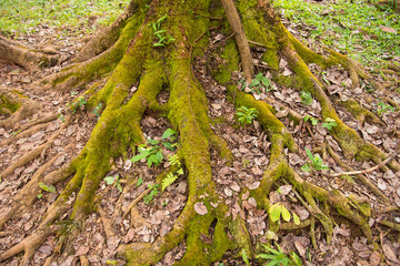 Green moss covered tree roots
