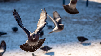beautiful pigeon takes off in the Park in winter
