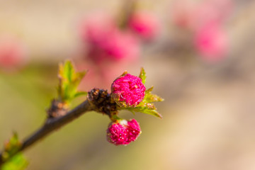 Spring flowers，multiplex，Amygdalus triloba (Lindl.) Ricker f. multiplex (Bunge) Rehd.，