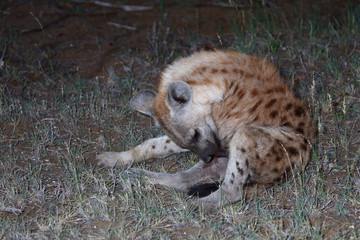 Obraz premium Tüpfelhyäne / Spotted Hyaena / Crocuta crocuta.