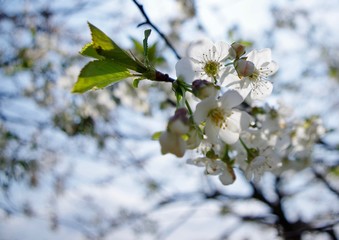 Fototapeta premium Fiori di ciliegio sulle Alpi Orobie