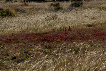 Landscape Lanzarote