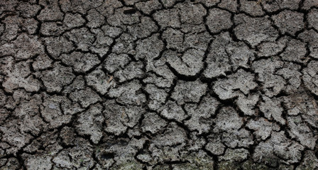 Close up texture background Cracked mud