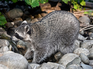 Racoon on the ground in its enclosure. Latin name - Procyon lotor	