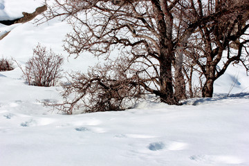 snowy mountain in a winter day