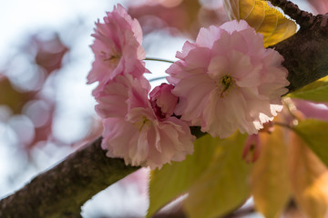 Pink cherry tree flower on a tree branch