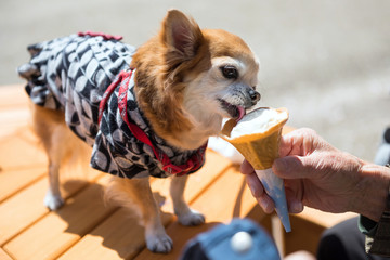 Pomeranian dog with yukata eat ice cream
