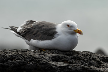 Gull