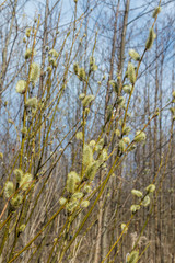 Spring, in mid-April very beautiful buds willow.