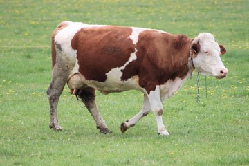 Fototapeta na wymiar Vache montbéliarde dans son pré - vache laitière et à viande marron et blanc