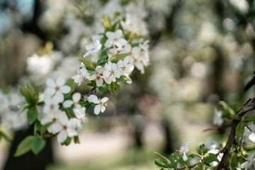 blooming cherry tree in spring