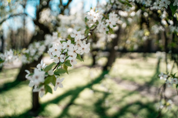 blooming cherry tree in spring