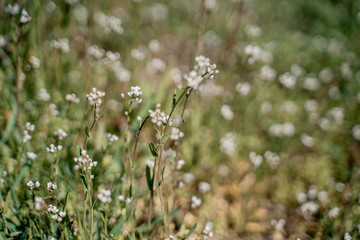 white flowers on green background